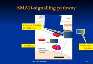 SMAD-signalling pathway Effector SMADs (R-SMADs) C o-SMADs Repressor  SMADs 