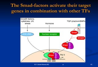 The Smad-factors activate their target genes in combination with other TFs 