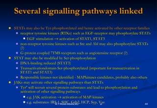 Several signalling pathways linked STATs may also be Tyr-phosphorylated and hence activated by other receptor families receptor tyrosine kinases (RTKs) such as EGF-receptor may phosphorylate STATs EGF stimulation    activation of STAT1, STAT3 non-receptor tyrosine kinases such as Src and Abl may also phosphorylate STATs (?) G-protein coupled 7TMS receptors such as angiotensine receptor (?) STAT may also be modified by Ser-phosphorylation DNA-binding reduced (STAT3) Transactivationdomain Ser-phosphorylated (important for transactivation in STAT1 and STAT3) Responsible kinases not identified - MAPkinases candidates, probably also others JAKs may activate other signalling pathways than STATs Tyr P  will recruit several protein-substrates and lead to phosphorylation and activation of other signalling pathways e.g. JAK activation    activation of MAP-kinases e.g. substrates: IRS-1, SHC, Grb2, HCP, Syp, Vav 