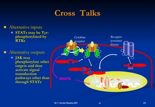 Cross  Talks Alternative inputs STATs may be Tyr-phosphorylated by RTKs Alternative outputs JAK may phosphorylate other targets and thus activate signal transduction pathways other than through STATs P P P P P P P P JAK SH2 Cytokine receptor Y Y Y Y P P P Receptor tyrosinee kinase MAPK 