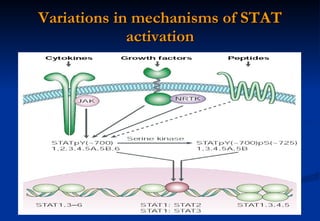 Variations in mechanisms of STAT activation 