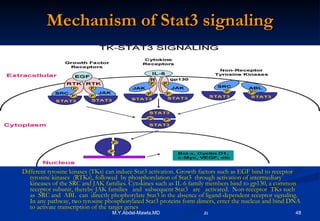 Mechanism of Stat3 signaling Different tyrosine kinases (TKs) can induce Stat3 activation. Growth factors such as EGF bind to receptor tyrosine kinases  (RTKs), followed  by phosphorylation of Stat3  through activation of intermediary kineases of the SRC and JAK families. Cytokines such as IL-6 family members bind to gp130, a common receptor subunit, thereby JAK families  and  subsequent Stat3  are  activated.  Non-receptor  TKs such  as  SRC and  ABL  can  directly phophorylate Stat3 in the absence of ligand-dependent receptor signaling.  In any pathway, two tyrosine phosphorylated Stat3 proteins form dimers, enter the nucleus and bind DNA to activate transcription of the target genes   