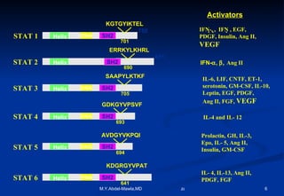 STAT 1 STAT 2 STAT 3 STAT 4 STAT 5 STAT 6 SH2 DNA Helix 750 851 DNA SH2 Helix 770 SH2 DNA Helix 748 SH2 DNA Helix 734 SH2 DNA Helix 848 Helix SH2 KGTGYIKTEL 701 ERRKYLKHRL 690 SAAPYLKTKF 705 GDKGYVPSVF AVDGYVKPQI KDGRGYVPAT 693 694 641 Activators IFN-  ,   ,  IFN   , EGF, PDGF, Insulin, Ang II,  VEGF IFN-  ,   Ang II IL-6, LIF, CNTF, ET-1,  serotonin, GM-CSF, IL-10, Leptin, EGF, PDGF,  Ang II, FGF,  VEGF IL-4 and IL- 12 Prolactin, GH, IL-3,  Epo, IL- 5, Ang II, Insulin, GM-CSF IL- 4, IL-13, Ang II, PDGF, FGF 