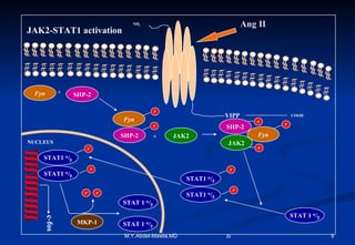 Ang II NH 2 NUCLEUS c-fos YIPP COOH STAT 1   /  Fyn + SHP-2 + JAK2 SHP-2 JAK2 P STAT 1   /  STAT1   /  STAT1   /  P P STAT1   /  STAT1   /  P P Fyn P P SHP-2 MKP-1 STAT 1   /  P P Fyn P P JAK2-STAT1 activation 