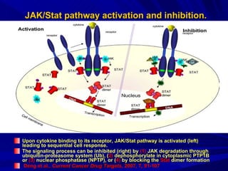 JAK/Stat pathway activation and inhibition. Upon cytokine binding to its receptor, JAK/Stat pathway is activated (left) leading to sequential cell response.  The signaling process can be inhibited (right) by  (1)  JAK degradation through ubiquitin-proteasome system (Ub), ( 2)  dephosphorylate in cytoplasmic PTP1B or  (3)  nuclear phosphatase (NPTP), or ( 4)  by blocking the  Stat  dimer formation Deng et al.,  Current Cancer Drug Targets , 2007, 7 ,  91-107 
