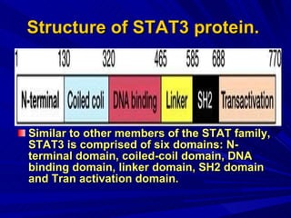 Structure of STAT3 protein.   Similar to other members of the STAT family, STAT3 is comprised of six domains: N-terminal domain, coiled-coil domain, DNA binding domain, linker domain, SH2 domain and Tran activation domain. 