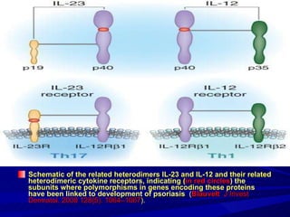 Schematic of the related heterodimers IL-23 and IL-12 and their related heterodimeric cytokine receptors, indicating ( in red circles ) the subunits where polymorphisms in genes encoding these proteins have been linked to development of psoriasis   ( Blauvelt  J Invest Dermatol. 2008 128(5): 1064–1067 ). 