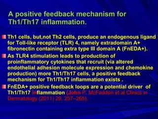 A positive feedback mechanism for Th1/Th17 inflammation . Th1 cells, but,not Th2 cells, produce an endogenous ligand for Toll-like receptor (TLR) 4, namely extradomain A+ fibronectin containing extra type III domain A (FnEDA+). As TLR4 stimulation leads to production of proinflammatory cytokines that recruit (via altered endothelial adhesion molecule expression and chemokine production) more Th1/Th17 cells, a positive feedback mechanism for Th1/Th17 inflammation exists . FnEDA+ positive feedback loops are a potential driver  of Th1/Th17  in flammation  (John  P. McFadden et al Clinics in Dermatology (2011) 29, 257–265). 