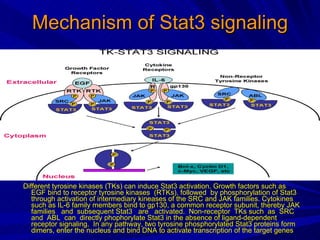 Mechanism of Stat3 signaling Different tyrosine kinases (TKs) can induce Stat3 activation. Growth factors such as EGF bind to receptor tyrosine kinases  (RTKs), followed  by phosphorylation of Stat3  through activation of intermediary kineases of the SRC and JAK families. Cytokines such as IL-6 family members bind to gp130, a common receptor subunit, thereby JAK families  and  subsequent Stat3  are  activated.  Non-receptor  TKs such  as  SRC and  ABL  can  directly phophorylate Stat3 in the absence of ligand-dependent receptor signaling.  In any pathway, two tyrosine phosphorylated Stat3 proteins form dimers, enter the nucleus and bind DNA to activate transcription of the target genes   