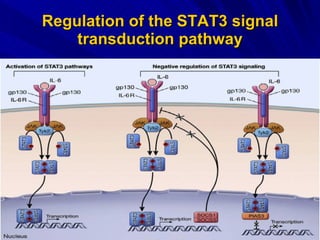 Regulation of the STAT3 signal transduction pathway 
