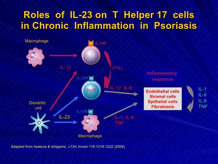 Stat3 Protein T Helper 17 Cell In Psoriasis By Yousry A Mawla Stat3 Protein T Helper 17 Cell In Psoriasis By Yousry A Mawla