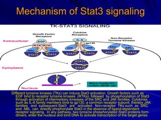 Stat3 protein & thelper 17 cell in psoriasis | PPT