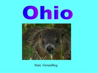 State  Groundhog Ohio 