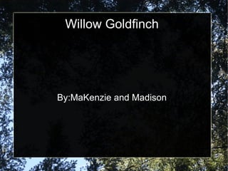 Willow Goldfinch By:MaKenzie and Madison 