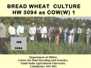 BREAD WHEAT CULTURE
 HW 3094 as COW(W) 1




   HW
  H
  w
  3094


            Department of Millets
   Centre for Plant Breeding and Genetics
    Tamil Nadu Agricultural University
            Coimbatore -641 003
 