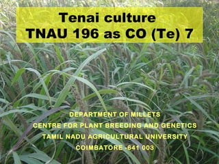 Tenai culture
TNAU 196 as CO (Te) 7




        DEPARTMENT OF MILLETS
CENTRE FOR PLANT BREEDING AND GENETICS
  TAMIL NADU AGRICULTURAL UNIVERSITY
         COIMBATORE -641 003
 
