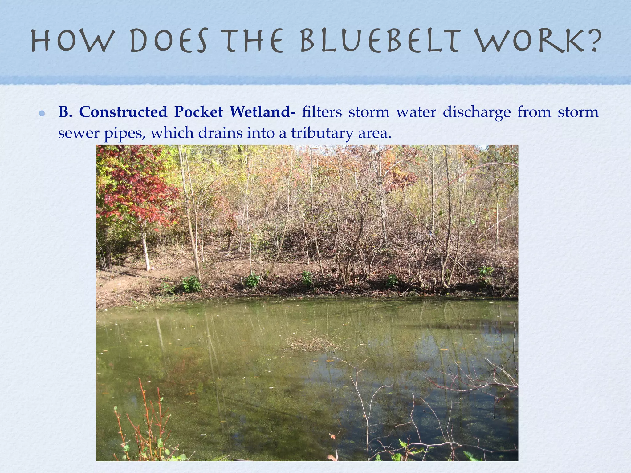 How Does the bluebelt work?
 B. Constructed Pocket Wetland- ﬁlters storm water discharge from storm
 sewer pipes, which drains into a tributary area.
 