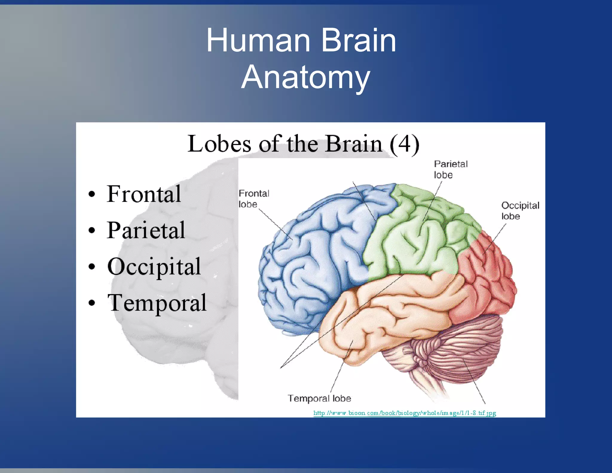 Human Brain
Anatomy
 