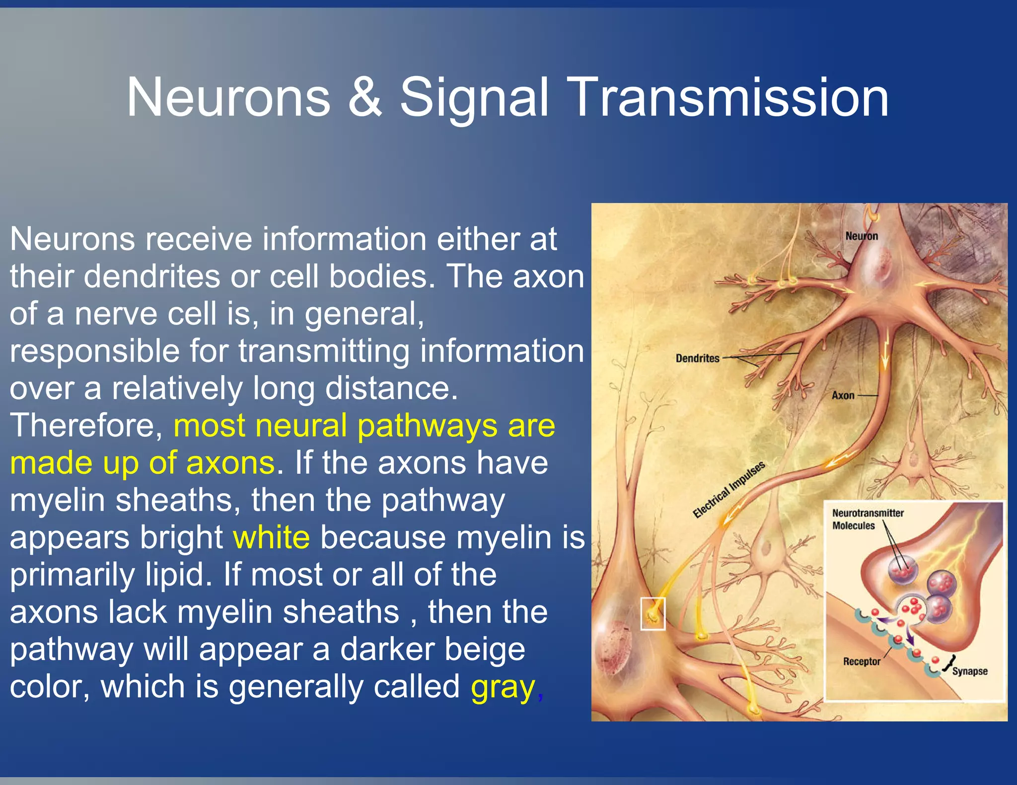 Neurons & Signal Transmission
Neurons receive information either at
their dendrites or cell bodies. The axon
of a nerve cell is, in general,
responsible for transmitting information
over a relatively long distance.
Therefore, most neural pathways are
made up of axons. If the axons have
myelin sheaths, then the pathway
appears bright white because myelin is
primarily lipid. If most or all of the
axons lack myelin sheaths , then the
pathway will appear a darker beige
color, which is generally called gray,
 