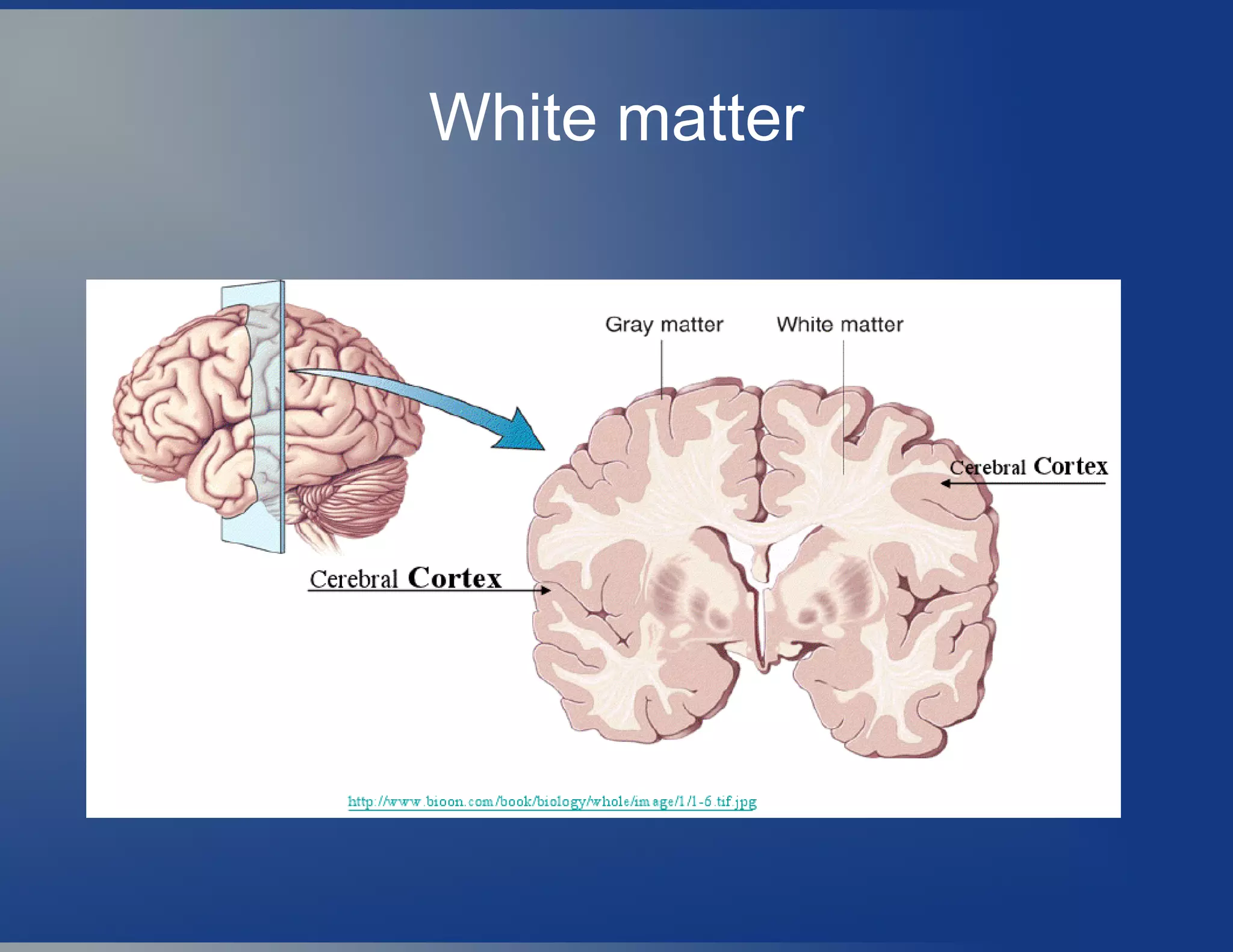 White matter
 