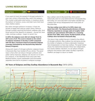 Eelgrass 23 no change
If you want to track the spread of nitrogen pollution in
your own corner of Buzzards Bay, watch the eelgrass.
This rooted underwater plant grows in meadows along
the bottom of harbors, coves, and tidal rivers that have
clear, shallow waters.
But when nitrogen pollution increases, it fuels the
growth of algae that reduces water clarity. Without
enough sunlight reaching the bottom, eelgrass dies. And
those species that depend on eelgrass – young fish, blue
crabs, and bay scallops – begin to vanish, too.
In 2015, the eelgrass score did not change from its
2011 score of 23. This score is based on the extent
of eelgrass meadows in the Bay in 2015 compared
with the Bay’s maximum historical potential eelgrass
coverage (estimated by the Buzzards Bay National
Estuary Program).
Along with inputs of nitrogen pollution, eelgrass losses
in Buzzards Bay have leveled off as a whole. The good
news is that when we reduce nitrogen pollution and
water clarity improves, eelgrass can recover on its own.
For instance, in the Wareham River and outer New
Bedford Harbor, recent wastewater and stormwater
upgrades have led to increases in eelgrass acreage.
Bay scallops were to Buzzards Bay what oysters
historically were to Long Island and the Chesapeake Bay.
But today, our once-abundant and highly-valuable bay
scallops have all but disappeared from most parts of
Buzzards Bay.
The bay scallop score fell to 2 in 2015, down one
point from 2011. The Massachusetts Division of Marine
Fisheries reported an average catch of roughly 1,500
bushels per year between 2011-2015. It’s a stunning
decline from 1985, when nearly 70,000 bushels of bay
scallops were harvested in Buzzards Bay.
This drop in bay scallop harvest is linked to the effects
of nitrogen pollution. Bay scallops live and grow among
the shelter of eelgrass; as these underwater meadows
have disappeared, so have bay scallops. The graph below
shows the relationship between these two independent,
but closely related, indicators. As we reduce nitrogen
pollution and restore clean water, the Bay’s signature
shellfish can begin to return to health.
10 | BUZZARDS BAY COALITION
Bay Scallops 2 Down 1 from 2011
LIVING RESOURCES
0
10,000
20,000
30,000
40,000
50,000
60,000
70,000
80,000
0
3,000
6,000
9,000
12,000
1970
1972
1974
1976
1978
1980
1982
1984
1986
1988
1990
1992
1994
1996
1998
2000
2002
2004
2006
2008
2010
2012
2014
BUSHELS
ACRES
Eelgrass coverage
Bay scallops catch
45 Years of Eelgrass and Bay Scallop Abundance in Buzzards Bay (1970-2015)
 