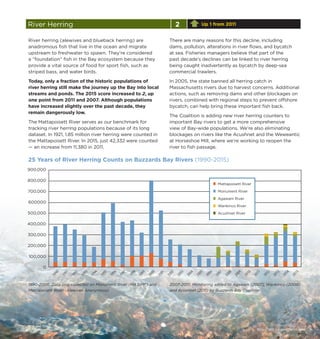 River Herring 2 Up 1 from 2011
River herring (alewives and blueback herring) are
anadromous fish that live in the ocean and migrate
upstream to freshwater to spawn. They’re considered
a “foundation” fish in the Bay ecosystem because they
provide a vital source of food for sport fish, such as
striped bass, and water birds.
Today, only a fraction of the historic populations of
river herring still make the journey up the Bay into local
streams and ponds. The 2015 score increased to 2, up
one point from 2011 and 2007. Although populations
have increased slightly over the past decade, they
remain dangerously low.
The Mattapoisett River serves as our benchmark for
tracking river herring populations because of its long
dataset. In 1921, 1.85 million river herring were counted in
the Mattapoisett River. In 2015, just 42,332 were counted
— an increase from 11,380 in 2011.
2015 STATE OF BUZZARDS BAY | 11
There are many reasons for this decline, including
dams, pollution, alterations in river flows, and bycatch
at sea. Fisheries managers believe that part of the
past decade’s declines can be linked to river herring
being caught inadvertently as bycatch by deep-sea
commercial trawlers.
In 2005, the state banned all herring catch in
Massachusetts rivers due to harvest concerns. Additional
actions, such as removing dams and other blockages on
rivers, combined with regional steps to prevent offshore
bycatch, can help bring these important fish back.
The Coalition is adding new river herring counters to
important Bay rivers to get a more comprehensive
view of Bay-wide populations. We’re also eliminating
blockages on rivers like the Acushnet and the Weweantic
at Horseshoe Mill, where we’re working to reopen the
river to fish passage.
0
100,000
200,000
300,000
400,000
500,000
600000
700,000
800,000
900,000
25 Years of River Herring Counts on Buzzards Bay Rivers (1990-2015)
1990
1991
1992
1993
1994
1995
1996
1997
1998
1999
2000
2001
2002
2003
2004
2005
2006
2007
2008
2009
2010
2011
2012
2013
2014
2015
Mattapoisett River
Monument River
Agawam River
Wankinco River
Acushnet River
2007-2015: Monitoring added to Agawam (2007), Wankinco (2008)
and Acushnet (2011) by Buzzards Bay Coalition.
1990-2006: Data only collected on Monument River (MA DMF) and
Mattapoisett River (Alewives Anonymous)
 