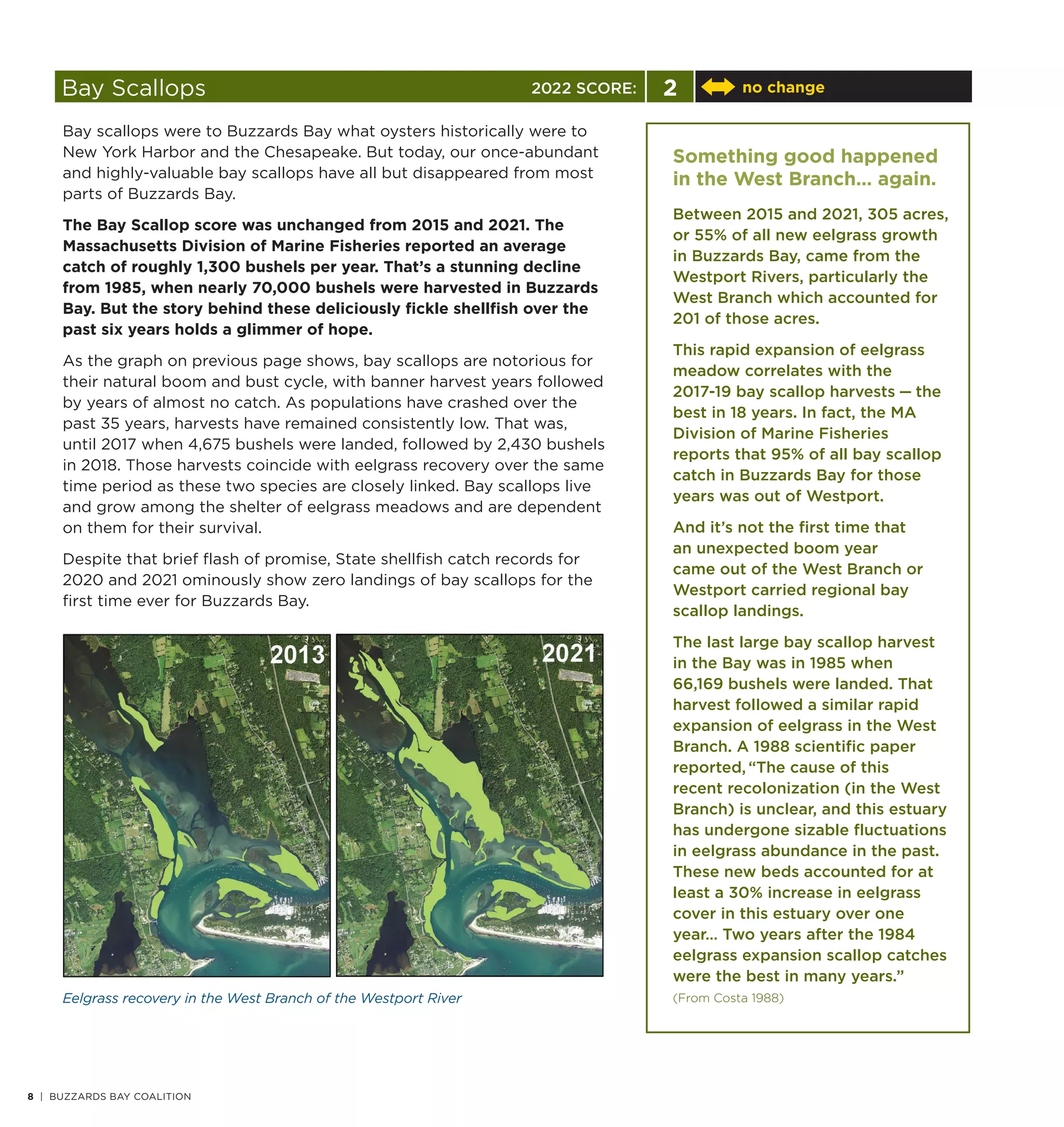 10 | BUZZARDS BAY COALITION
Bay Scallops 2 no change
Bay scallops were to Buzzards Bay what oysters historically were to
New York Harbor and the Chesapeake. But today, our once-abundant
and highly-valuable bay scallops have all but disappeared from most
parts of Buzzards Bay.
The Bay Scallop score was unchanged from 2015 and 2021. The
Massachusetts Division of Marine Fisheries reported an average
catch of roughly 1,300 bushels per year. That’s a stunning decline
from 1985, when nearly 70,000 bushels were harvested in Buzzards
Bay. But the story behind these deliciously fickle shellfish over the
past six years holds a glimmer of hope.
As the graph on previous page shows, bay scallops are notorious for
their natural boom and bust cycle, with banner harvest years followed
by years of almost no catch. As populations have crashed over the
past 35 years, harvests have remained consistently low. That was,
until 2017 when 4,675 bushels were landed, followed by 2,430 bushels
in 2018. Those harvests coincide with eelgrass recovery over the same
time period as these two species are closely linked. Bay scallops live
and grow among the shelter of eelgrass meadows and are dependent
on them for their survival.
Despite that brief flash of promise, State shellfish catch records for
2020 and 2021 ominously show zero landings of bay scallops for the
first time ever for Buzzards Bay.
Something good happened
in the West Branch… again.
Between 2015 and 2021, 305 acres,
or 55% of all new eelgrass growth
in Buzzards Bay, came from the
Westport Rivers, particularly the
West Branch which accounted for
201 of those acres.
This rapid expansion of eelgrass
meadow correlates with the
2017-19 bay scallop harvests — the
best in 18 years. In fact, the MA
Division of Marine Fisheries
reports that 95% of all bay scallop
catch in Buzzards Bay for those
years was out of Westport.
And it’s not the first time that
an unexpected boom year
came out of the West Branch or
Westport carried regional bay
scallop landings.
The last large bay scallop harvest
in the Bay was in 1985 when
66,169 bushels were landed. That
harvest followed a similar rapid
expansion of eelgrass in the West
Branch. A 1988 scientific paper
reported,“The cause of this
recent recolonization (in the West
Branch) is unclear, and this estuary
has undergone sizable fluctuations
in eelgrass abundance in the past.
These new beds accounted for at
least a 30% increase in eelgrass
cover in this estuary over one
year… Two years after the 1984
eelgrass expansion scallop catches
were the best in many years.”
(From Costa 1988)
8 | BUZZARDS BAY COALITION
8 | BUZZARDS BAY COALITION
Eelgrass recovery in the West Branch of the Westport River
2022 SCORE:
 