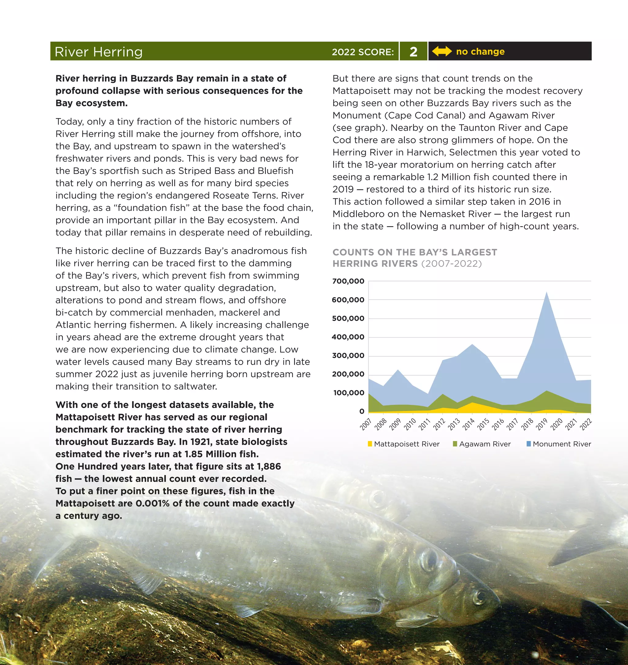 River Herring 2 no change
But there are signs that count trends on the
Mattapoisett may not be tracking the modest recovery
being seen on other Buzzards Bay rivers such as the
Monument (Cape Cod Canal) and Agawam River
(see graph). Nearby on the Taunton River and Cape
Cod there are also strong glimmers of hope. On the
Herring River in Harwich, Selectmen this year voted to
lift the 18-year moratorium on herring catch after
seeing a remarkable 1.2 Million fish counted there in
2019 — restored to a third of its historic run size.
This action followed a similar step taken in 2016 in
Middleboro on the Nemasket River — the largest run
in the state — following a number of high-count years.
River herring in Buzzards Bay remain in a state of
profound collapse with serious consequences for the
Bay ecosystem.
Today, only a tiny fraction of the historic numbers of
River Herring still make the journey from offshore, into
the Bay, and upstream to spawn in the watershed’s
freshwater rivers and ponds. This is very bad news for
the Bay’s sportfish such as Striped Bass and Bluefish
that rely on herring as well as for many bird species
including the region’s endangered Roseate Terns. River
herring, as a “foundation fish” at the base the food chain,
provide an important pillar in the Bay ecosystem. And
today that pillar remains in desperate need of rebuilding.
The historic decline of Buzzards Bay’s anadromous fish
like river herring can be traced first to the damming
of the Bay’s rivers, which prevent fish from swimming
upstream, but also to water quality degradation,
alterations to pond and stream flows, and offshore
bi-catch by commercial menhaden, mackerel and
Atlantic herring fishermen. A likely increasing challenge
in years ahead are the extreme drought years that
we are now experiencing due to climate change. Low
water levels caused many Bay streams to run dry in late
summer 2022 just as juvenile herring born upstream are
making their transition to saltwater.
With one of the longest datasets available, the
Mattapoisett River has served as our regional
benchmark for tracking the state of river herring
throughout Buzzards Bay. In 1921, state biologists
estimated the river’s run at 1.85 Million fish.
One Hundred years later, that figure sits at 1,886
fish — the lowest annual count ever recorded.
To put a finer point on these figures, fish in the
Mattapoisett are 0.001% of the count made exactly
a century ago.
COUNTS ON THE BAY’S LARGEST
HERRING RIVERS (2007-2022)
700,000
600,000
500,000
400,000
300,000
200,000
100,000
0
2
0
0
7
2
0
0
8
2
0
0
9
2
0
1
0
2
0
1
1
2
0
1
2
2
0
1
3
2
0
1
4
2
0
1
5
2
0
1
6
2
0
1
7
2
0
1
8
2
0
1
9
2
0
2
0
2
0
2
1
2
0
2
2
Mattapoisett River Agawam River Monument River
2022 SCORE:
 