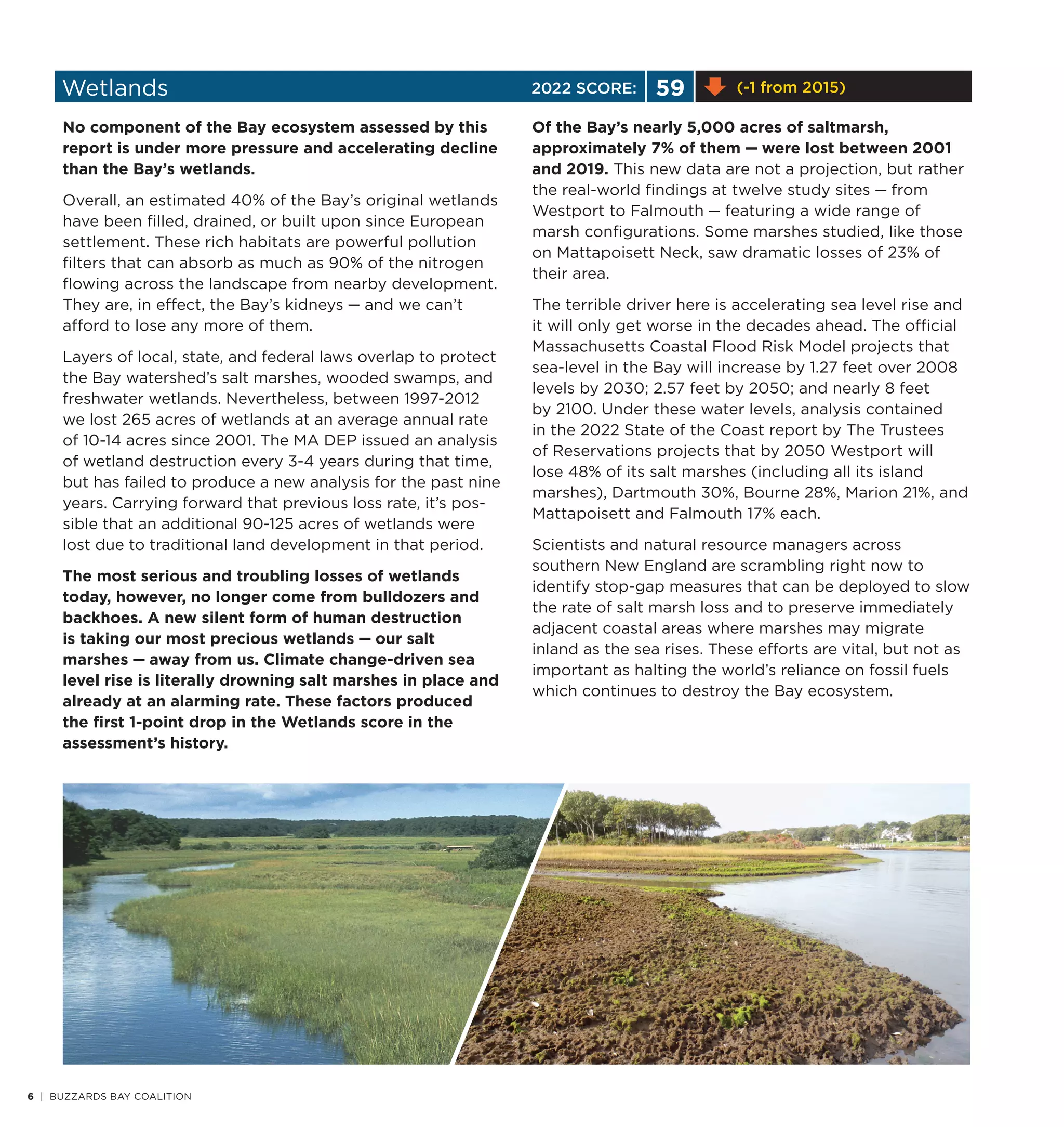 Wetlands 59 (-1 from 2015)
No component of the Bay ecosystem assessed by this
report is under more pressure and accelerating decline
than the Bay’s wetlands.
Overall, an estimated 40% of the Bay’s original wetlands
have been filled, drained, or built upon since European
settlement. These rich habitats are powerful pollution
filters that can absorb as much as 90% of the nitrogen
flowing across the landscape from nearby development.
They are, in effect, the Bay’s kidneys — and we can’t
afford to lose any more of them.
Layers of local, state, and federal laws overlap to protect
the Bay watershed’s salt marshes, wooded swamps, and
freshwater wetlands. Nevertheless, between 1997-2012
we lost 265 acres of wetlands at an average annual rate
of 10-14 acres since 2001. The MA DEP issued an analysis
of wetland destruction every 3-4 years during that time,
but has failed to produce a new analysis for the past nine
years. Carrying forward that previous loss rate, it’s pos-
sible that an additional 90-125 acres of wetlands were
lost due to traditional land development in that period.
The most serious and troubling losses of wetlands
today, however, no longer come from bulldozers and
backhoes. A new silent form of human destruction
is taking our most precious wetlands — our salt
marshes — away from us. Climate change-driven sea
level rise is literally drowning salt marshes in place and
already at an alarming rate. These factors produced
the first 1-point drop in the Wetlands score in the
assessment’s history.
Of the Bay’s nearly 5,000 acres of saltmarsh,
approximately 7% of them — were lost between 2001
and 2019. This new data are not a projection, but rather
the real-world findings at twelve study sites — from
Westport to Falmouth — featuring a wide range of
marsh configurations. Some marshes studied, like those
on Mattapoisett Neck, saw dramatic losses of 23% of
their area.
The terrible driver here is accelerating sea level rise and
it will only get worse in the decades ahead. The official
Massachusetts Coastal Flood Risk Model projects that
sea-level in the Bay will increase by 1.27 feet over 2008
levels by 2030; 2.57 feet by 2050; and nearly 8 feet
by 2100. Under these water levels, analysis contained
in the 2022 State of the Coast report by The Trustees
of Reservations projects that by 2050 Westport will
lose 48% of its salt marshes (including all its island
marshes), Dartmouth 30%, Bourne 28%, Marion 21%, and
Mattapoisett and Falmouth 17% each.
Scientists and natural resource managers across
southern New England are scrambling right now to
identify stop-gap measures that can be deployed to slow
the rate of salt marsh loss and to preserve immediately
adjacent coastal areas where marshes may migrate
inland as the sea rises. These efforts are vital, but not as
important as halting the world’s reliance on fossil fuels
which continues to destroy the Bay ecosystem.
10 | BUZZARDS BAY COALITION
8 | BUZZARDS BAY COALITION
6 | BUZZARDS BAY COALITION
2022 SCORE:
 