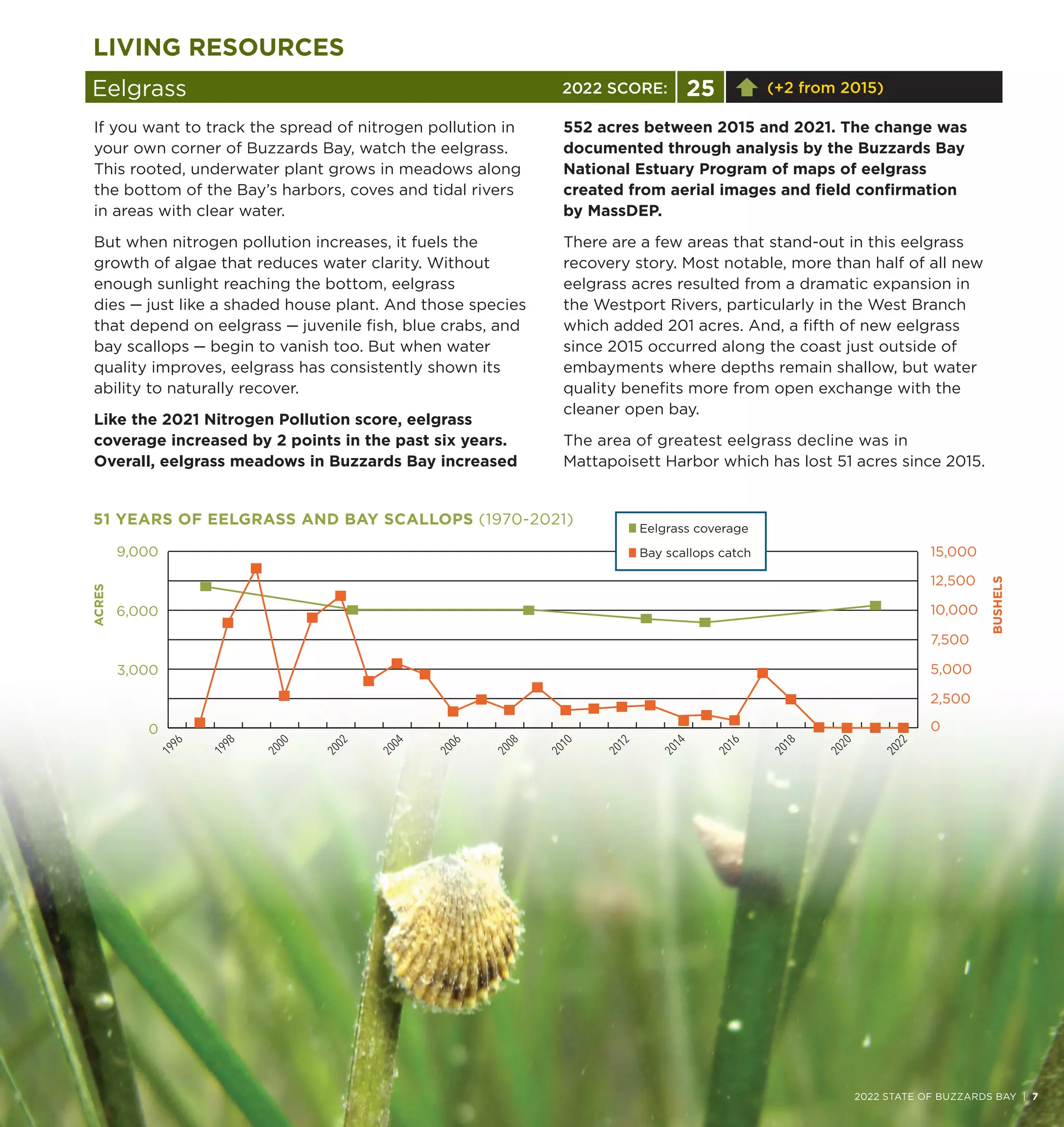 Eelgrass 25 (+2 from 2015)
LIVING RESOURCES
If you want to track the spread of nitrogen pollution in
your own corner of Buzzards Bay, watch the eelgrass.
This rooted, underwater plant grows in meadows along
the bottom of the Bay’s harbors, coves and tidal rivers
in areas with clear water.
But when nitrogen pollution increases, it fuels the
growth of algae that reduces water clarity. Without
enough sunlight reaching the bottom, eelgrass
dies — just like a shaded house plant. And those species
that depend on eelgrass — juvenile fish, blue crabs, and
bay scallops — begin to vanish too. But when water
quality improves, eelgrass has consistently shown its
ability to naturally recover.
Like the 2021 Nitrogen Pollution score, eelgrass
coverage increased by 2 points in the past six years.
Overall, eelgrass meadows in Buzzards Bay increased
552 acres between 2015 and 2021. The change was
documented through analysis by the Buzzards Bay
National Estuary Program of maps of eelgrass
created from aerial images and field confirmation
by MassDEP.
There are a few areas that stand-out in this eelgrass
recovery story. Most notable, more than half of all new
eelgrass acres resulted from a dramatic expansion in
the Westport Rivers, particularly in the West Branch
which added 201 acres. And, a fifth of new eelgrass
since 2015 occurred along the coast just outside of
embayments where depths remain shallow, but water
quality benefits more from open exchange with the
cleaner open bay.
The area of greatest eelgrass decline was in
Mattapoisett Harbor which has lost 51 acres since 2015.
0
2,500
5,000
7,500
10,000
12,500
15,000
0
3,000
6,000
9,000
1
9
9
6
1
9
9
8
2
0
0
0
2
0
0
2
2
0
0
4
2
0
0
6
2
0
0
8
2
0
1
0
2
0
1
2
2
0
1
4
2
0
1
6
2
0
1
8
2
0
2
0
2
0
2
2
BUSHELS
ACRES
Eelgrass coverage
Bay scallops catch
51 YEARS OF EELGRASS AND BAY SCALLOPS (1970-2021)
2022 STATE OF BUZZARDS BAY | 7
2022 SCORE:
 