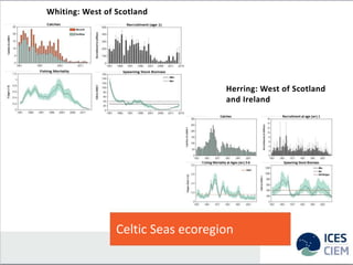 Celtic Seas ecoregion
Whiting: West of Scotland
Herring: West of Scotland
and Ireland
 
