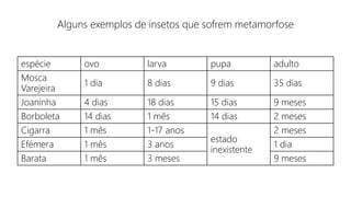 Alguns exemplos de insetos que sofrem metamorfose
espécie ovo larva pupa adulto
Mosca
Varejeira
1 dia 8 dias 9 dias 35 dias
Joaninha 4 dias 18 dias 15 dias 9 meses
Borboleta 14 dias 1 mês 14 dias 2 meses
Cigarra 1 mês 1-17 anos
estado
inexistente
2 meses
Efémera 1 mês 3 anos 1 dia
Barata 1 mês 3 meses 9 meses
 