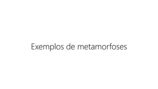 Exemplos de metamorfoses
 