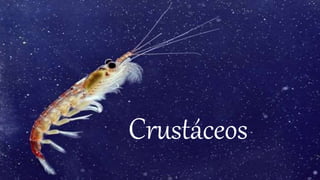 Crustáceos
 