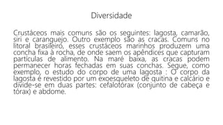 Diversidade
Crustáceos mais comuns são os seguintes: lagosta, camarão,
siri e caranguejo. Outro exemplo são as cracas. Comuns no
litoral brasileiro, esses crustáceos marinhos produzem uma
concha fixa à rocha, de onde saem os apêndices que capturam
partículas de alimento. Na maré baixa, as cracas podem
permanecer horas fechadas em suas conchas. Segue, como
exemplo, o estudo do corpo de uma lagosta : O corpo da
lagosta é revestido por um exoesqueleto de quitina e calcário e
divide-se em duas partes: cefalotórax (conjunto de cabeça e
tórax) e abdome.
 