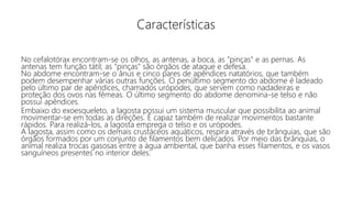 Características
No cefalotórax encontram-se os olhos, as antenas, a boca, as "pinças" e as pernas. As
antenas tem função tátil; as "pinças" são órgãos de ataque e defesa.
No abdome encontram-se o ânus e cinco pares de apêndices natatórios, que também
podem desempenhar várias outras funções. O penúltimo segmento do abdome é ladeado
pelo último par de apêndices, chamados urópodes, que servem como nadadeiras e
proteção dos ovos nas fêmeas. O último segmento do abdome denomina-se telso e não
possui apêndices.
Embaixo do exoesqueleto, a lagosta possui um sistema muscular que possibilita ao animal
movimentar-se em todas as direções. É capaz também de realizar movimentos bastante
rápidos. Para realizá-los, a lagosta emprega o telso e os urópodes.
A lagosta, assim como os demais crustáceos aquáticos, respira através de brânquias, que são
órgãos formados por um conjunto de filamentos bem delicados. Por meio das brânquias, o
animal realiza trocas gasosas entre a água ambiental, que banha esses filamentos, e os vasos
sanguíneos presentes no interior deles.
 