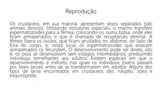 Reprodução
Os crustáceos, em sua maioria, apresentam sexos separados (são
animais dioicos). Utilizando estruturas especiais, o macho transfere
espermatozoides para a fêmea, colocando-os numa bolsa, onde eles
ficam armazenados, e que é chamada de receptáculo seminal. A
fêmea libera os óvulos, que ficam grudados no abdome, do lado de
fora do corpo, e, nesse local, os espermatozoides que estavam
armazenados os fecundam. O desenvolvimento pode ser direto, isto
é, os ovos se desenvolvem sem estágios intermediários, produzindo
indivíduos semelhantes aos adultos. Existem espécies em que o
desenvolvimento é indireto, nas quais os indivíduos jovens passam
por fases larvais antes de se transformarem em adultos. Alguns dos
tipos de larva encontrados em crustáceos são: náuplio, zoea e
esquizópoda.
 