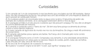 Curiosidades
1. Um camarão de 5 cm de comprimento é mais barulhento que uma baleia azul de 140 toneladas. Apesar
disso, nós não conseguimos escutá-los. Isso porque seus sons são emitidos em uma frequência abaixo da
que é possível ser ouvida pelo homem.
2. Os crustáceos podem ser encontrados tanto na água como na terra. O tatuzinhos de jardim são
exemplos de crustáceos terrestres. Já os caranguejos sobrevivem dentro e fora da água.
3. O caranguejo ermitão é um dos poucos crustáceos que não possuem carapaça. Por isso, eles se abrigam
na concha abandonada de moluscos.
4. O camarão é conhecido como o "lixeiro do mar". Ele tem essa fama porque se alimenta de animais
mortos e outros detritos orgânicos.
5. O maior camarão de água doce do mundo vive nos rios da Amazônia. Ele chega a medir 48 centímetros
de comprimento.
6. O camarão-sete-barbas possui apenas seis barbas. Na França, ele é chamado pelo nome correto:
camarão "sixbarbes".
7. O caranguejo-fantasma corre a 5 km/h. Comparada a seu tamanho, é uma velocidade extraordinária.
8. As lagostas aparecem em várias cores na natureza. Depois de cozidas, porém, todas são vermelhas.
Cada uma põe, em vida, cerca de 100 mil ovos.
9. Há cerca de 26 mil espécies de crustáceos na natureza.
10. A palavra "crustáceo" origina-se do latim "crusta", que significa "carapaça dura".
 