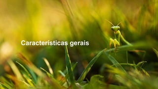Características gerais
 
