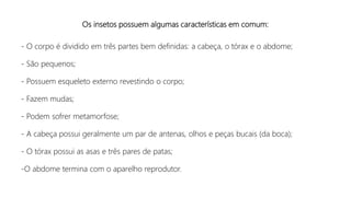 Os insetos possuem algumas características em comum:
- O corpo é dividido em três partes bem definidas: a cabeça, o tórax e o abdome;
- São pequenos;
- Possuem esqueleto externo revestindo o corpo;
- Fazem mudas;
- Podem sofrer metamorfose;
- A cabeça possui geralmente um par de antenas, olhos e peças bucais (da boca);
- O tórax possui as asas e três pares de patas;
-O abdome termina com o aparelho reprodutor.
 