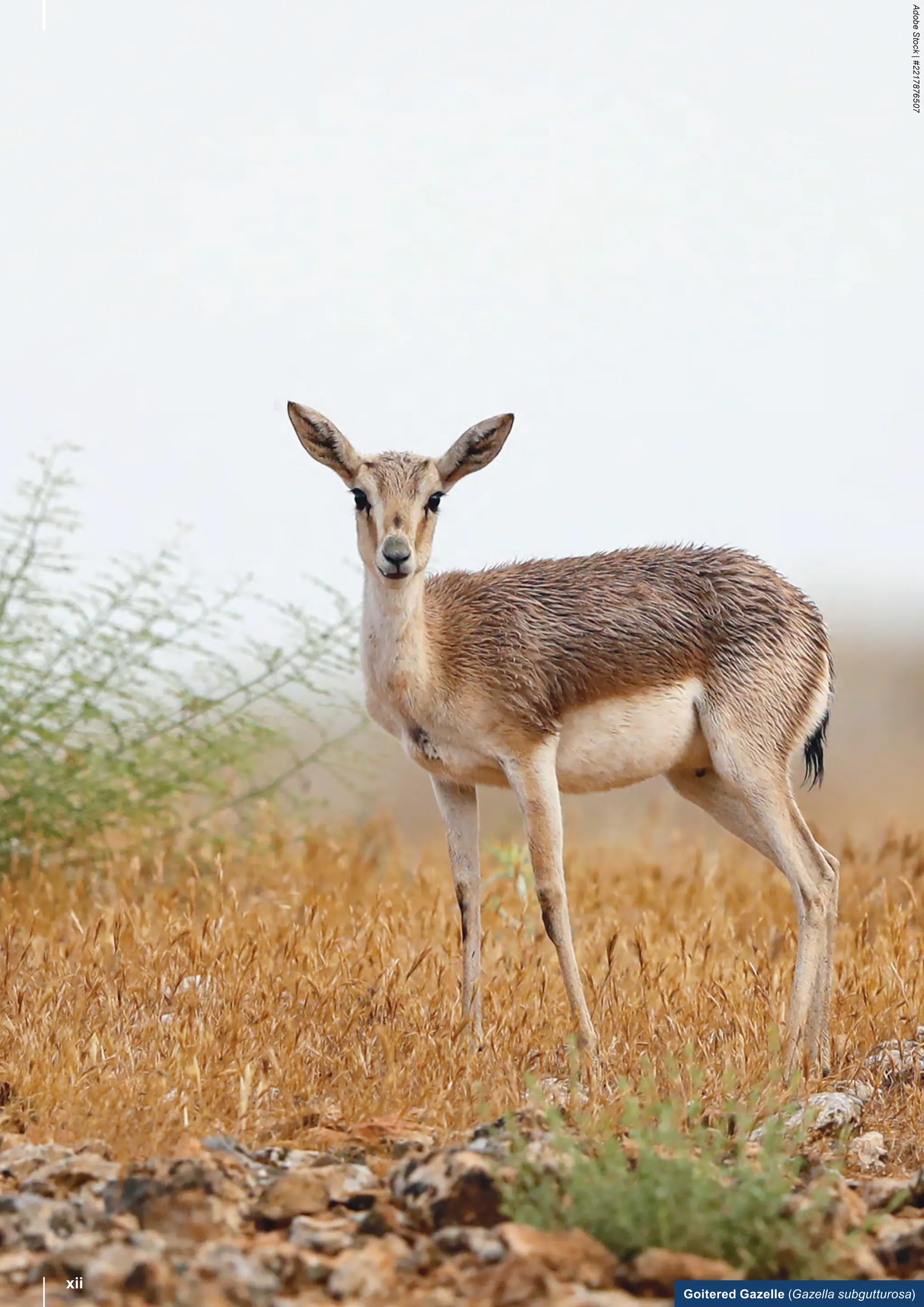Adobe
Stock
|
#2217876507
Goitered Gazelle (Gazella subgutturosa)
xii
 