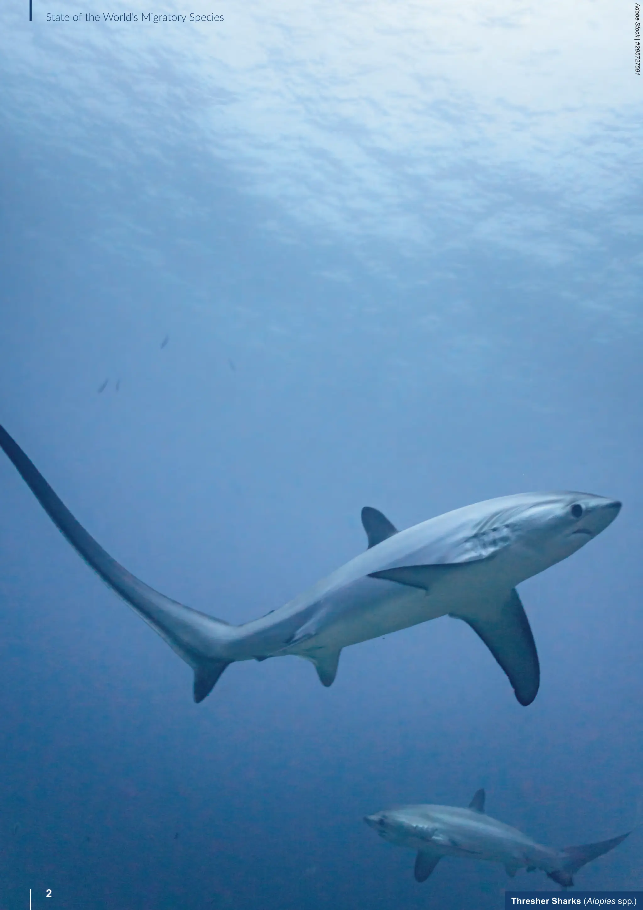 2
State of the World’s Migratory Species
Adobe
Stock
|
#295727591
Thresher Sharks (Alopias spp.)
 