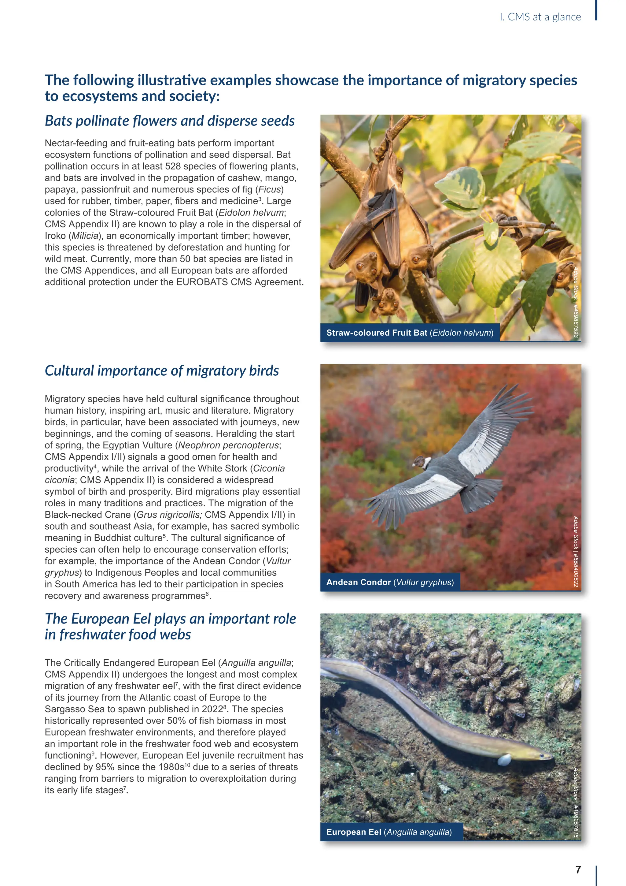 The following illustrative examples showcase the importance of migratory species
to ecosystems and society:
Bats pollinate flowers and disperse seeds
Nectar-feeding and fruit-eating bats perform important
ecosystem functions of pollination and seed dispersal. Bat
pollination occurs in at least 528 species of flowering plants,
and bats are involved in the propagation of cashew, mango,
papaya, passionfruit and numerous species of fig (Ficus)
used for rubber, timber, paper, fibers and medicine3
. Large
colonies of the Straw-coloured Fruit Bat (Eidolon helvum;
CMS Appendix II) are known to play a role in the dispersal of
Iroko (Milicia), an economically important timber; however,
this species is threatened by deforestation and hunting for
wild meat. Currently, more than 50 bat species are listed in
the CMS Appendices, and all European bats are afforded
additional protection under the EUROBATS CMS Agreement.
Cultural importance of migratory birds
Migratory species have held cultural significance throughout
human history, inspiring art, music and literature. Migratory
birds, in particular, have been associated with journeys, new
beginnings, and the coming of seasons. Heralding the start
of spring, the Egyptian Vulture (Neophron percnopterus;
CMS Appendix I/II) signals a good omen for health and
productivity4
, while the arrival of the White Stork (Ciconia
ciconia; CMS Appendix II) is considered a widespread
symbol of birth and prosperity. Bird migrations play essential
roles in many traditions and practices. The migration of the
Black-necked Crane (Grus nigricollis; CMS Appendix I/II) in
south and southeast Asia, for example, has sacred symbolic
meaning in Buddhist culture5
. The cultural significance of
species can often help to encourage conservation efforts;
for example, the importance of the Andean Condor (Vultur
gryphus) to Indigenous Peoples and local communities
in South America has led to their participation in species
recovery and awareness programmes6
.
The European Eel plays an important role
in freshwater food webs
The Critically Endangered European Eel (Anguilla anguilla;
CMS Appendix II) undergoes the longest and most complex
migration of any freshwater eel7
, with the first direct evidence
of its journey from the Atlantic coast of Europe to the
Sargasso Sea to spawn published in 20228
. The species
historically represented over 50% of fish biomass in most
European freshwater environments, and therefore played
an important role in the freshwater food web and ecosystem
functioning9
. However, European Eel juvenile recruitment has
declined by 95% since the 1980s10
due to a series of threats
ranging from barriers to migration to overexploitation during
its early life stages7
.
7
I. CMS at a glance
Straw-coloured Fruit Bat (Eidolon helvum)
Adobe
Stock
|
#469887593
Andean Condor (Vultur gryphus)
Adobe
Stock
|
#558400522
European Eel (Anguilla anguilla)
Adobe
Stock
|
#196257615
 