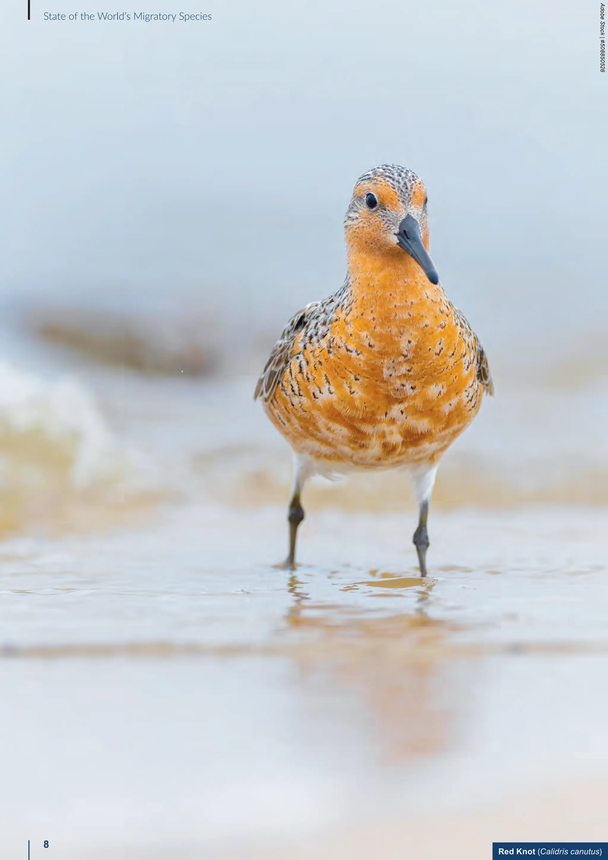 8
Red Knot (Calidris canutus)
State of the World’s Migratory Species
Adobe
Stock
|
#508850528
 