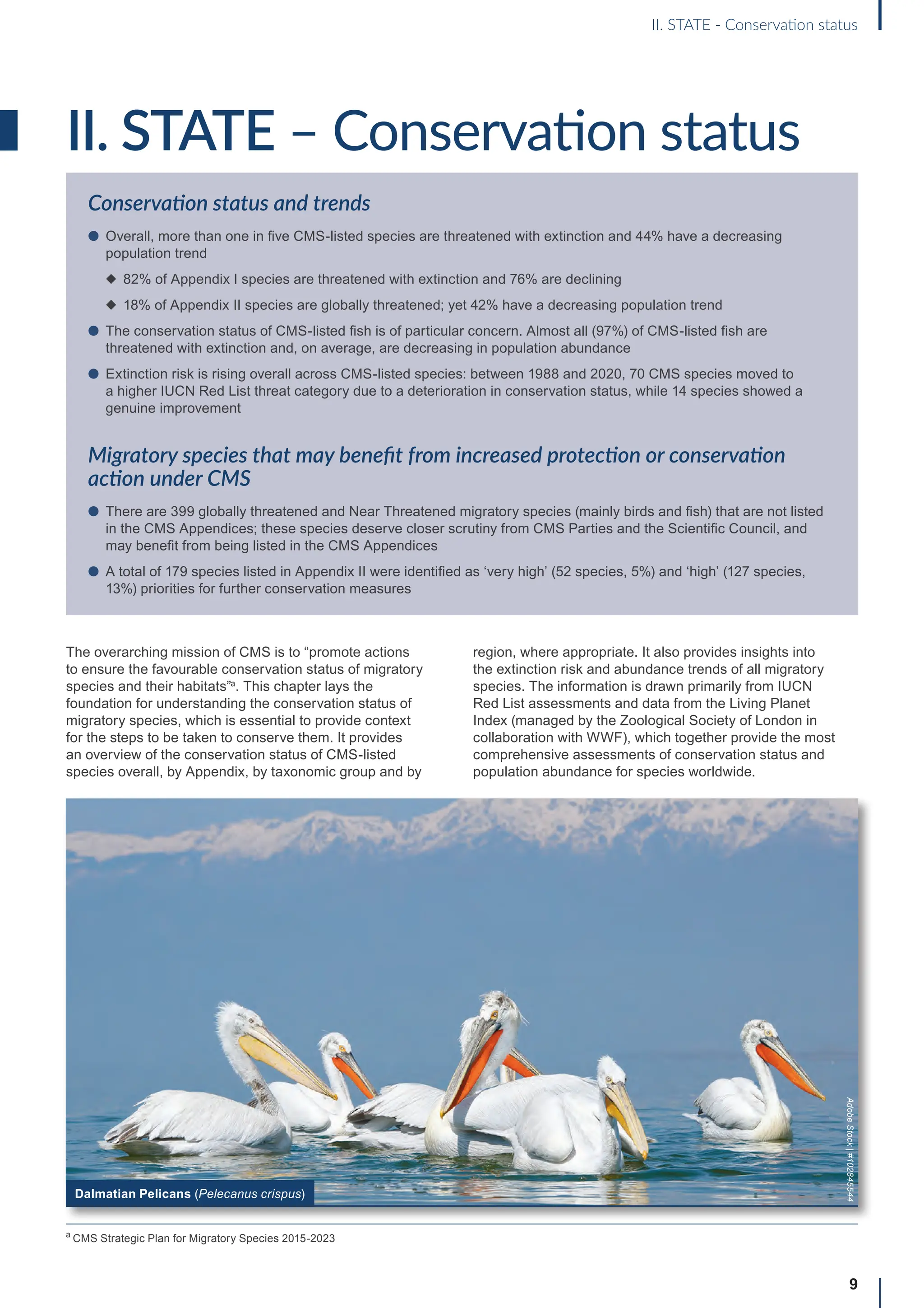 II. STATE – Conservation status
9
II. STATE - Conservation status
Conservation status and trends
l Overall, more than one in five CMS-listed species are threatened with extinction and 44% have a decreasing
population trend
◆ 82% of Appendix I species are threatened with extinction and 76% are declining
◆ 18% of Appendix II species are globally threatened; yet 42% have a decreasing population trend
l The conservation status of CMS-listed fish is of particular concern. Almost all (97%) of CMS-listed fish are
threatened with extinction and, on average, are decreasing in population abundance
l Extinction risk is rising overall across CMS-listed species: between 1988 and 2020, 70 CMS species moved to
a higher IUCN Red List threat category due to a deterioration in conservation status, while 14 species showed a
genuine improvement
Migratory species that may benefit from increased protection or conservation
action under CMS
l There are 399 globally threatened and Near Threatened migratory species (mainly birds and fish) that are not listed
in the CMS Appendices; these species deserve closer scrutiny from CMS Parties and the Scientific Council, and
may benefit from being listed in the CMS Appendices
l A total of 179 species listed in Appendix II were identified as ‘very high’ (52 species, 5%) and ‘high’ (127 species,
13%) priorities for further conservation measures
The overarching mission of CMS is to “promote actions
to ensure the favourable conservation status of migratory
species and their habitats”a
. This chapter lays the
foundation for understanding the conservation status of
migratory species, which is essential to provide context
for the steps to be taken to conserve them. It provides
an overview of the conservation status of CMS-listed
species overall, by Appendix, by taxonomic group and by
region, where appropriate. It also provides insights into
the extinction risk and abundance trends of all migratory
species. The information is drawn primarily from IUCN
Red List assessments and data from the Living Planet
Index (managed by the Zoological Society of London in
collaboration with WWF), which together provide the most
comprehensive assessments of conservation status and
population abundance for species worldwide.
Dalmatian Pelicans (Pelecanus crispus)
Adobe
Stock
|
#102845544
a
CMS Strategic Plan for Migratory Species 2015-2023
 