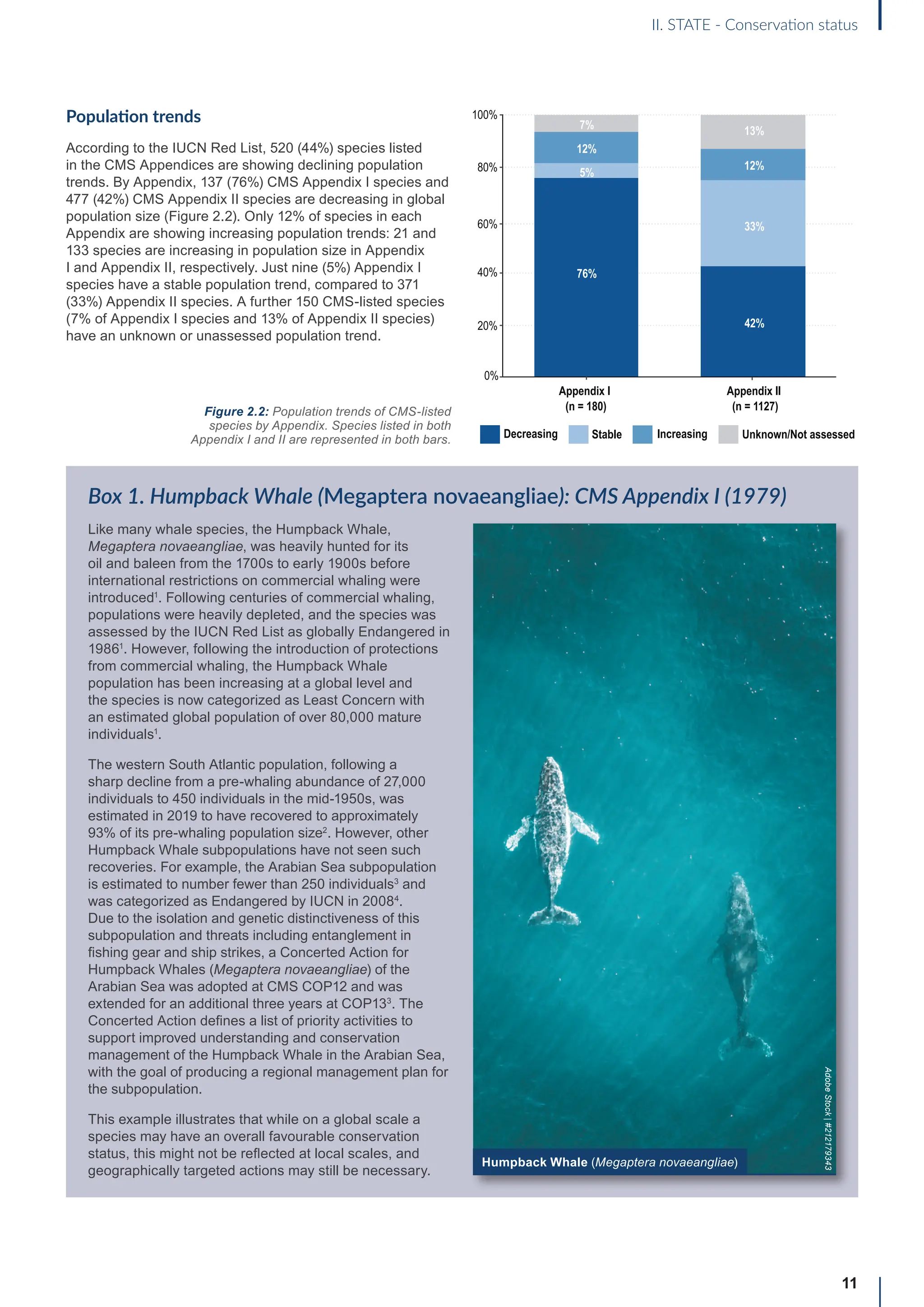 11
II. STATE - Conservation status
Population trends
According to the IUCN Red List, 520 (44%) species listed
in the CMS Appendices are showing declining population
trends. By Appendix, 137 (76%) CMS Appendix I species and
477 (42%) CMS Appendix II species are decreasing in global
population size (Figure 2.2). Only 12% of species in each
Appendix are showing increasing population trends: 21 and
133 species are increasing in population size in Appendix
I and Appendix II, respectively. Just nine (5%) Appendix I
species have a stable population trend, compared to 371
(33%) Appendix II species. A further 150 CMS-listed species
(7% of Appendix I species and 13% of Appendix II species)
have an unknown or unassessed population trend.
Figure 2.2: Population trends of CMS-listed
species by Appendix. Species listed in both
Appendix I and II are represented in both bars.
Box 1. Humpback Whale (Megaptera novaeangliae): CMS Appendix I (1979)
Like many whale species, the Humpback Whale,
Megaptera novaeangliae, was heavily hunted for its
oil and baleen from the 1700s to early 1900s before
international restrictions on commercial whaling were
introduced1
. Following centuries of commercial whaling,
populations were heavily depleted, and the species was
assessed by the IUCN Red List as globally Endangered in
19861
. However, following the introduction of protections
from commercial whaling, the Humpback Whale
population has been increasing at a global level and
the species is now categorized as Least Concern with
an estimated global population of over 80,000 mature
individuals1
.
The western South Atlantic population, following a
sharp decline from a pre-whaling abundance of 27,000
individuals to 450 individuals in the mid-1950s, was
estimated in 2019 to have recovered to approximately
93% of its pre-whaling population size2
. However, other
Humpback Whale subpopulations have not seen such
recoveries. For example, the Arabian Sea subpopulation
is estimated to number fewer than 250 individuals3
and
was categorized as Endangered by IUCN in 20084
.
Due to the isolation and genetic distinctiveness of this
subpopulation and threats including entanglement in
fishing gear and ship strikes, a Concerted Action for
Humpback Whales (Megaptera novaeangliae) of the
Arabian Sea was adopted at CMS COP12 and was
extended for an additional three years at COP133
. The
Concerted Action defines a list of priority activities to
support improved understanding and conservation
management of the Humpback Whale in the Arabian Sea,
with the goal of producing a regional management plan for
the subpopulation.
This example illustrates that while on a global scale a
species may have an overall favourable conservation
status, this might not be reflected at local scales, and
geographically targeted actions may still be necessary.
Appendix I
(n = 180)
Appendix II
(n = 1127)
0%
20%
40%
60%
80%
100%
76%
5%
7%
42%
33%
12%
12%
13%
Decreasing Stable Increasing Unknown/Not assessed
12%
12%
Humpback Whale (Megaptera novaeangliae)
Adobe
Stock
|
#212179343
 