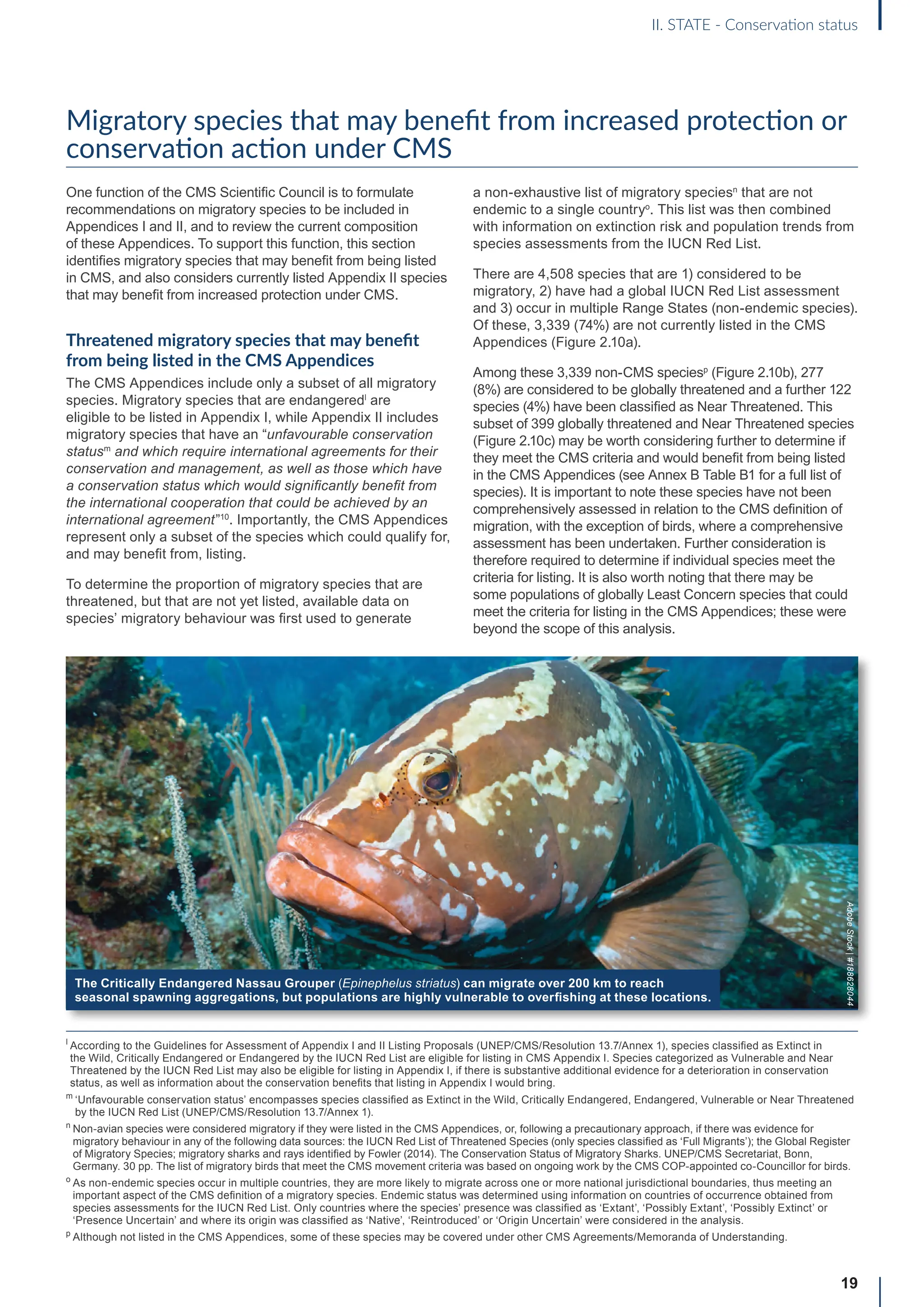 Migratory species that may benefit from increased protection or
conservation action under CMS
One function of the CMS Scientific Council is to formulate
recommendations on migratory species to be included in
Appendices I and II, and to review the current composition
of these Appendices. To support this function, this section
identifies migratory species that may benefit from being listed
in CMS, and also considers currently listed Appendix II species
that may benefit from increased protection under CMS.
Threatened migratory species that may benefit
from being listed in the CMS Appendices
The CMS Appendices include only a subset of all migratory
species. Migratory species that are endangeredl
are
eligible to be listed in Appendix I, while Appendix II includes
migratory species that have an “unfavourable conservation
statusm
and which require international agreements for their
conservation and management, as well as those which have
a conservation status which would significantly benefit from
the international cooperation that could be achieved by an
international agreement”10
. Importantly, the CMS Appendices
represent only a subset of the species which could qualify for,
and may benefit from, listing.
To determine the proportion of migratory species that are
threatened, but that are not yet listed, available data on
species’ migratory behaviour was first used to generate
a non-exhaustive list of migratory speciesn
that are not
endemic to a single countryo
. This list was then combined
with information on extinction risk and population trends from
species assessments from the IUCN Red List.
There are 4,508 species that are 1) considered to be
migratory, 2) have had a global IUCN Red List assessment
and 3) occur in multiple Range States (non-endemic species).
Of these, 3,339 (74%) are not currently listed in the CMS
Appendices (Figure 2.10a).
Among these 3,339 non-CMS speciesp
(Figure 2.10b), 277
(8%) are considered to be globally threatened and a further 122
species (4%) have been classified as Near Threatened. This
subset of 399 globally threatened and Near Threatened species
(Figure 2.10c) may be worth considering further to determine if
they meet the CMS criteria and would benefit from being listed
in the CMS Appendices (see Annex B Table B1 for a full list of
species). It is important to note these species have not been
comprehensively assessed in relation to the CMS definition of
migration, with the exception of birds, where a comprehensive
assessment has been undertaken. Further consideration is
therefore required to determine if individual species meet the
criteria for listing. It is also worth noting that there may be
some populations of globally Least Concern species that could
meet the criteria for listing in the CMS Appendices; these were
beyond the scope of this analysis.
19
II. STATE - Conservation status
l

According to the Guidelines for Assessment of Appendix I and II Listing Proposals (UNEP/CMS/Resolution 13.7/Annex 1), species classified as Extinct in
the Wild, Critically Endangered or Endangered by the IUCN Red List are eligible for listing in CMS Appendix I. Species categorized as Vulnerable and Near
Threatened by the IUCN Red List may also be eligible for listing in Appendix I, if there is substantive additional evidence for a deterioration in conservation
status, as well as information about the conservation benefits that listing in Appendix I would bring.
m

‘Unfavourable conservation status’ encompasses species classified as Extinct in the Wild, Critically Endangered, Endangered, Vulnerable or Near Threatened
by the IUCN Red List (UNEP/CMS/Resolution 13.7/Annex 1).
n

Non-avian species were considered migratory if they were listed in the CMS Appendices, or, following a precautionary approach, if there was evidence for
migratory behaviour in any of the following data sources: the IUCN Red List of Threatened Species (only species classified as ‘Full Migrants’); the Global Register
of Migratory Species; migratory sharks and rays identified by Fowler (2014). The Conservation Status of Migratory Sharks. UNEP/CMS Secretariat, Bonn,
Germany. 30 pp. The list of migratory birds that meet the CMS movement criteria was based on ongoing work by the CMS COP-appointed co-Councillor for birds.
o

As non-endemic species occur in multiple countries, they are more likely to migrate across one or more national jurisdictional boundaries, thus meeting an
important aspect of the CMS definition of a migratory species. Endemic status was determined using information on countries of occurrence obtained from
species assessments for the IUCN Red List. Only countries where the species’ presence was classified as ‘Extant’, ‘Possibly Extant’, ‘Possibly Extinct’ or
‘Presence Uncertain’ and where its origin was classified as ‘Native’, ‘Reintroduced’ or ‘Origin Uncertain’ were considered in the analysis.
p
Although not listed in the CMS Appendices, some of these species may be covered under other CMS Agreements/Memoranda of Understanding.
The Critically Endangered Nassau Grouper (Epinephelus striatus) can migrate over 200 km to reach
seasonal spawning aggregations, but populations are highly vulnerable to overfishing at these locations.
Adobe
Stock
|
#188628044
 