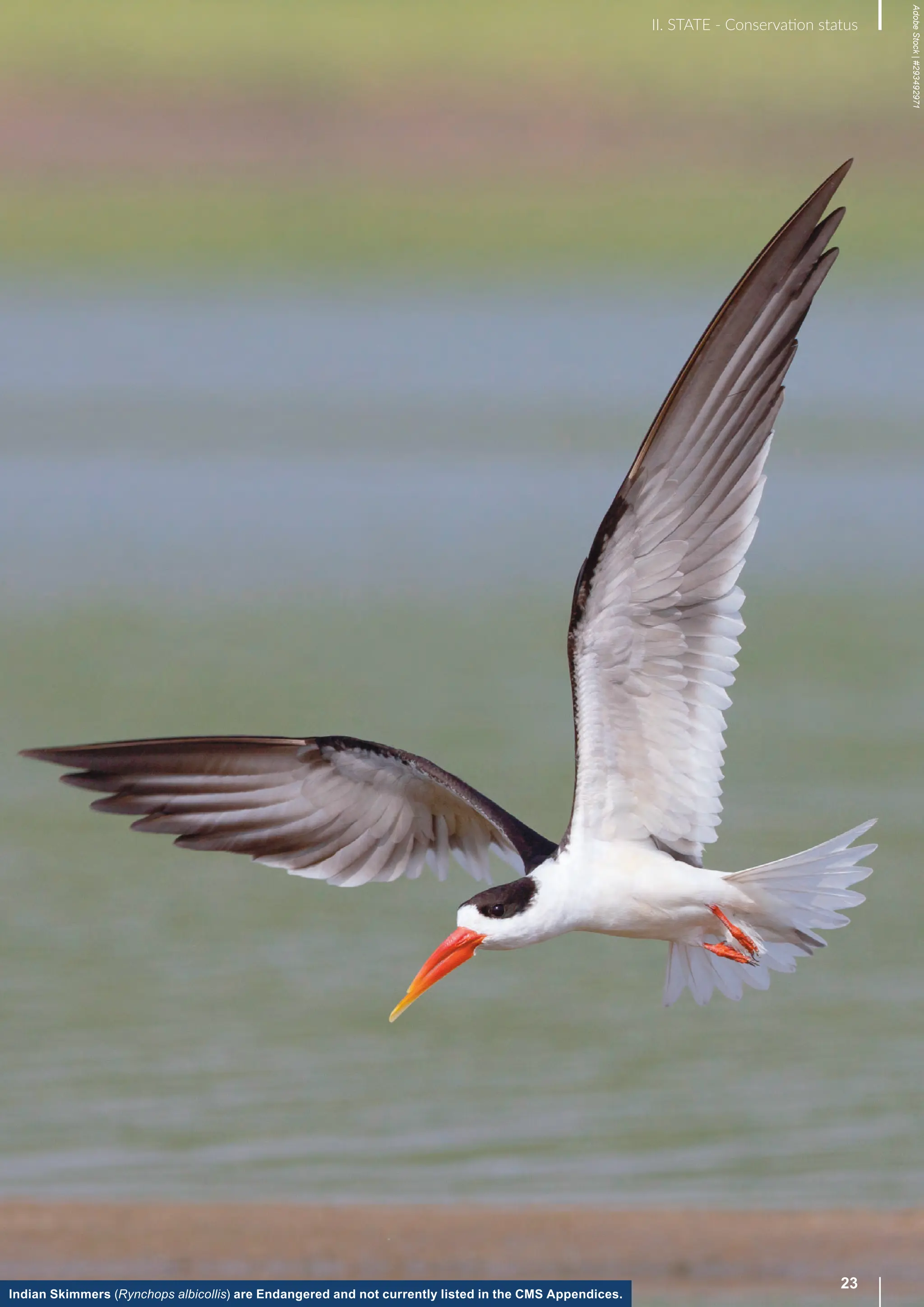 Indian Skimmers (Rynchops albicollis) are Endangered and not currently listed in the CMS Appendices.
Adobe
Stock
|
#293492971
23
II. STATE - Conservation status
 