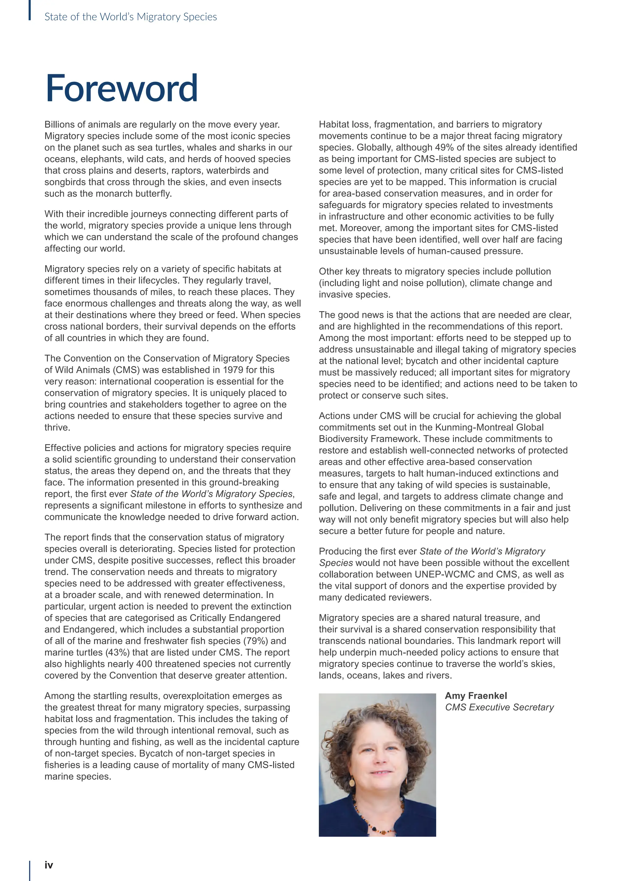 iv
Foreword
Billions of animals are regularly on the move every year.
Migratory species include some of the most iconic species
on the planet such as sea turtles, whales and sharks in our
oceans, elephants, wild cats, and herds of hooved species
that cross plains and deserts, raptors, waterbirds and
songbirds that cross through the skies, and even insects
such as the monarch butterfly.
With their incredible journeys connecting different parts of
the world, migratory species provide a unique lens through
which we can understand the scale of the profound changes
affecting our world.
Migratory species rely on a variety of specific habitats at
different times in their lifecycles. They regularly travel,
sometimes thousands of miles, to reach these places. They
face enormous challenges and threats along the way, as well
at their destinations where they breed or feed. When species
cross national borders, their survival depends on the efforts
of all countries in which they are found.
The Convention on the Conservation of Migratory Species
of Wild Animals (CMS) was established in 1979 for this
very reason: international cooperation is essential for the
conservation of migratory species. It is uniquely placed to
bring countries and stakeholders together to agree on the
actions needed to ensure that these species survive and
thrive.
Effective policies and actions for migratory species require
a solid scientific grounding to understand their conservation
status, the areas they depend on, and the threats that they
face. The information presented in this ground-breaking
report, the first ever State of the World’s Migratory Species,
represents a significant milestone in efforts to synthesize and
communicate the knowledge needed to drive forward action.
The report finds that the conservation status of migratory
species overall is deteriorating. Species listed for protection
under CMS, despite positive successes, reflect this broader
trend. The conservation needs and threats to migratory
species need to be addressed with greater effectiveness,
at a broader scale, and with renewed determination. In
particular, urgent action is needed to prevent the extinction
of species that are categorised as Critically Endangered
and Endangered, which includes a substantial proportion
of all of the marine and freshwater fish species (79%) and
marine turtles (43%) that are listed under CMS. The report
also highlights nearly 400 threatened species not currently
covered by the Convention that deserve greater attention.
Among the startling results, overexploitation emerges as
the greatest threat for many migratory species, surpassing
habitat loss and fragmentation. This includes the taking of
species from the wild through intentional removal, such as
through hunting and fishing, as well as the incidental capture
of non-target species. Bycatch of non-target species in
fisheries is a leading cause of mortality of many CMS-listed
marine species.
Habitat loss, fragmentation, and barriers to migratory
movements continue to be a major threat facing migratory
species. Globally, although 49% of the sites already identified
as being important for CMS-listed species are subject to
some level of protection, many critical sites for CMS-listed
species are yet to be mapped. This information is crucial
for area-based conservation measures, and in order for
safeguards for migratory species related to investments
in infrastructure and other economic activities to be fully
met. Moreover, among the important sites for CMS-listed
species that have been identified, well over half are facing
unsustainable levels of human-caused pressure.
Other key threats to migratory species include pollution
(including light and noise pollution), climate change and
invasive species.
The good news is that the actions that are needed are clear,
and are highlighted in the recommendations of this report.
Among the most important: efforts need to be stepped up to
address unsustainable and illegal taking of migratory species
at the national level; bycatch and other incidental capture
must be massively reduced; all important sites for migratory
species need to be identified; and actions need to be taken to
protect or conserve such sites.
Actions under CMS will be crucial for achieving the global
commitments set out in the Kunming-Montreal Global
Biodiversity Framework. These include commitments to
restore and establish well-connected networks of protected
areas and other effective area-based conservation
measures, targets to halt human-induced extinctions and
to ensure that any taking of wild species is sustainable,
safe and legal, and targets to address climate change and
pollution. Delivering on these commitments in a fair and just
way will not only benefit migratory species but will also help
secure a better future for people and nature.
Producing the first ever State of the World’s Migratory
Species would not have been possible without the excellent
collaboration between UNEP-WCMC and CMS, as well as
the vital support of donors and the expertise provided by
many dedicated reviewers.
Migratory species are a shared natural treasure, and
their survival is a shared conservation responsibility that
transcends national boundaries. This landmark report will
help underpin much-needed policy actions to ensure that
migratory species continue to traverse the world’s skies,
lands, oceans, lakes and rivers.
Amy Fraenkel
CMS Executive Secretary
State of the World’s Migratory Species
 