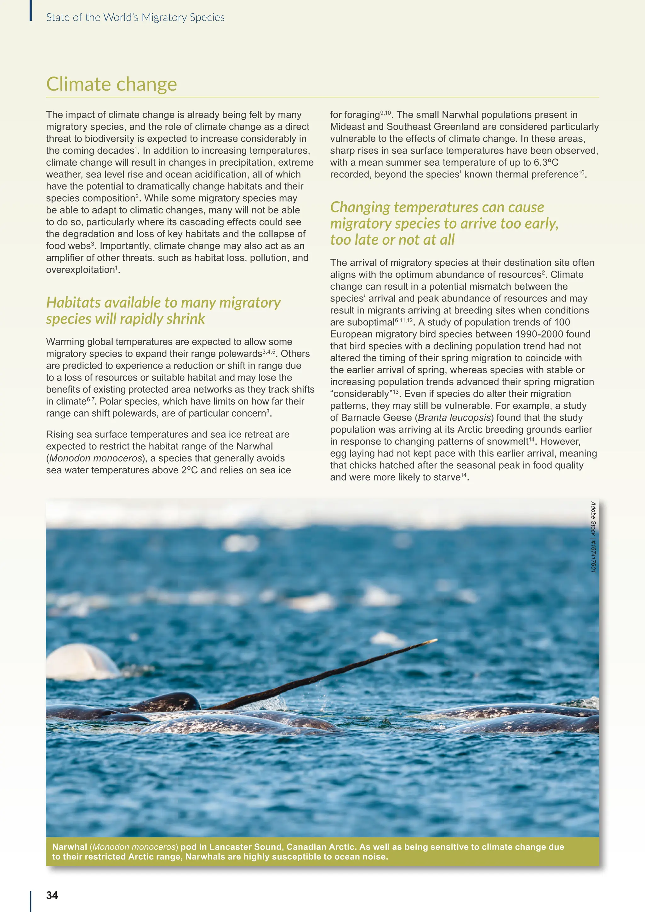 34
State of the World’s Migratory Species
Climate change
The impact of climate change is already being felt by many
migratory species, and the role of climate change as a direct
threat to biodiversity is expected to increase considerably in
the coming decades1
. In addition to increasing temperatures,
climate change will result in changes in precipitation, extreme
weather, sea level rise and ocean acidification, all of which
have the potential to dramatically change habitats and their
species composition2
. While some migratory species may
be able to adapt to climatic changes, many will not be able
to do so, particularly where its cascading effects could see
the degradation and loss of key habitats and the collapse of
food webs3
. Importantly, climate change may also act as an
amplifier of other threats, such as habitat loss, pollution, and
overexploitation1
.
Habitats available to many migratory
species will rapidly shrink
Warming global temperatures are expected to allow some
migratory species to expand their range polewards3,4,5
. Others
are predicted to experience a reduction or shift in range due
to a loss of resources or suitable habitat and may lose the
benefits of existing protected area networks as they track shifts
in climate6,7
. Polar species, which have limits on how far their
range can shift polewards, are of particular concern8
.
Rising sea surface temperatures and sea ice retreat are
expected to restrict the habitat range of the Narwhal
(Monodon monoceros), a species that generally avoids
sea water temperatures above 2ºC and relies on sea ice
for foraging9,10
. The small Narwhal populations present in
Mideast and Southeast Greenland are considered particularly
vulnerable to the effects of climate change. In these areas,
sharp rises in sea surface temperatures have been observed,
with a mean summer sea temperature of up to 6.3ºC
recorded, beyond the species’ known thermal preference10
.
Changing temperatures can cause
migratory species to arrive too early,
too late or not at all
The arrival of migratory species at their destination site often
aligns with the optimum abundance of resources2
. Climate
change can result in a potential mismatch between the
species’ arrival and peak abundance of resources and may
result in migrants arriving at breeding sites when conditions
are suboptimal6,11,12
. A study of population trends of 100
European migratory bird species between 1990-2000 found
that bird species with a declining population trend had not
altered the timing of their spring migration to coincide with
the earlier arrival of spring, whereas species with stable or
increasing population trends advanced their spring migration
“considerably”13
. Even if species do alter their migration
patterns, they may still be vulnerable. For example, a study
of Barnacle Geese (Branta leucopsis) found that the study
population was arriving at its Arctic breeding grounds earlier
in response to changing patterns of snowmelt14
. However,
egg laying had not kept pace with this earlier arrival, meaning
that chicks hatched after the seasonal peak in food quality
and were more likely to starve14
.
Narwhal (Monodon monoceros) pod in Lancaster Sound, Canadian Arctic. As well as being sensitive to climate change due
to their restricted Arctic range, Narwhals are highly susceptible to ocean noise.
Adobe
Stock
|
#167417601
 